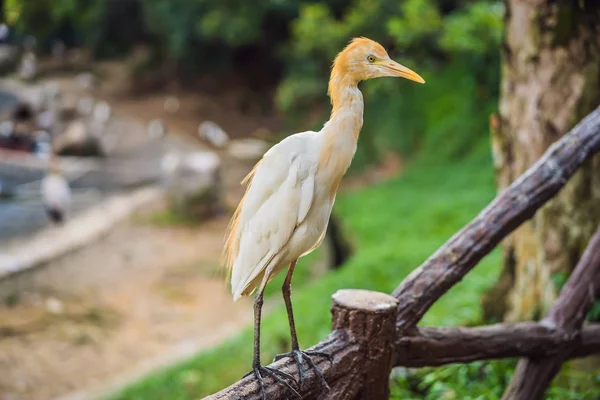 Little Egret Gado egret Bubulcus ibis Waters Edge — Fotografia de Stock