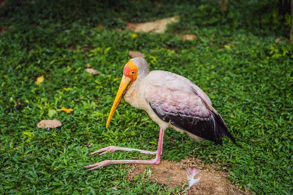The Yellow-billed Stork, Mycteria ibis, is a large wading bird in the stork family Ciconiidae — Stock Photo, Image