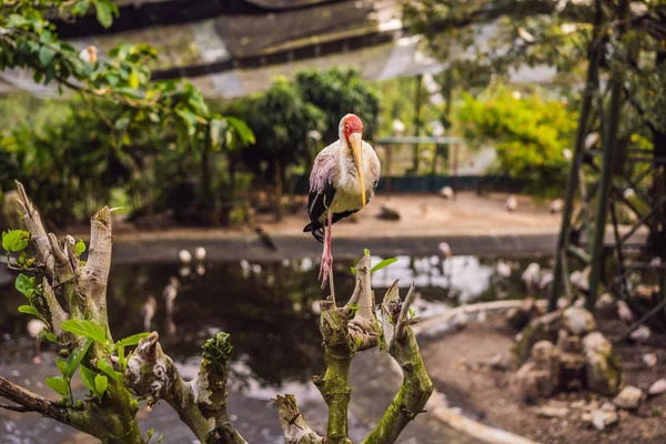 A Cegonha-de-bico-amarelo, Mycteria ibis, é uma ave da família Ciconiidae. — Fotografia de Stock