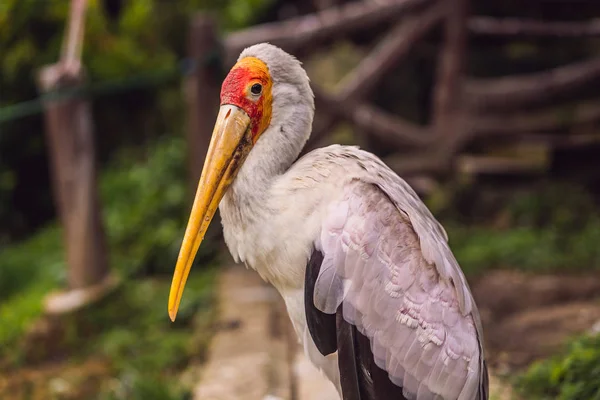 A Cegonha-de-bico-amarelo, Mycteria ibis, é uma ave da família Ciconiidae. — Fotografia de Stock