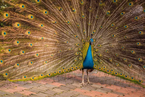 Portrét krásné a barevné Peacock Blue Ribbon v plné peří, zatímco se snažil upoutat pozornost okolních žena — Stock fotografie