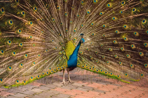 Portrait d'un beau et coloré paon ruban bleu en pleine plume alors qu'il essayait d'attirer l'attention d'une femelle voisine — Photo