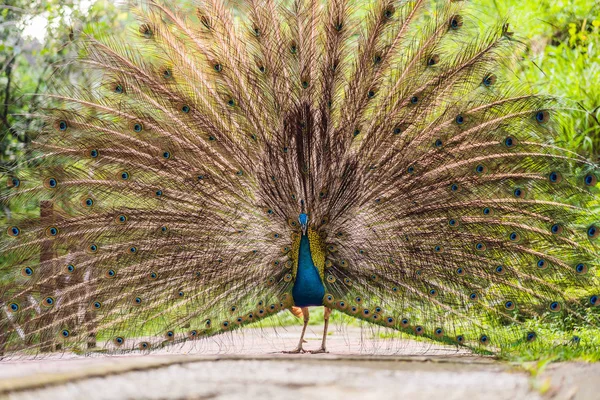 Portrait d'un beau et coloré paon ruban bleu en pleine plume alors qu'il essayait d'attirer l'attention d'une femelle voisine — Photo