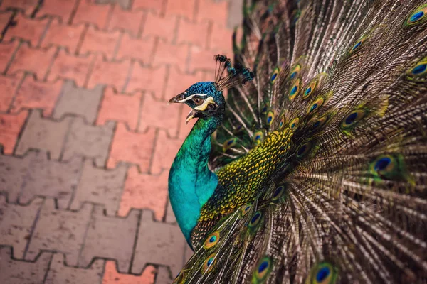 Portrait d'un beau et coloré paon ruban bleu en pleine plume alors qu'il essayait d'attirer l'attention d'une femelle voisine — Photo