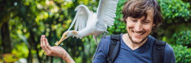 Genç adam parkta ibes besleme. Küçük ak balıkçıl sığır balıkçıl Bubulcus Ibis Waters Edge afiş, uzun biçimde
