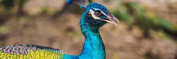 Portrait d'un beau et coloré ruban bleu Peacock BANNER, FORMAT LONG — Photo