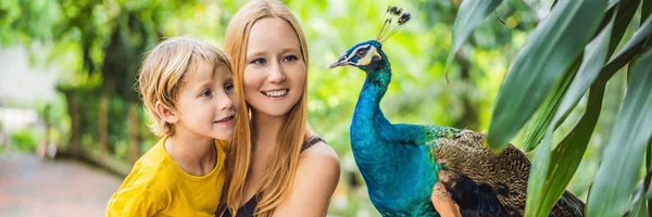 Happy family mom and son watching peacock in the park. BANNER, LONG FORMAT