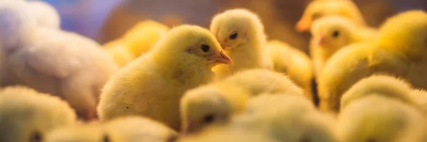 Gran grupo de polluelos recién nacidos en una granja de pollos BANNER, FORMATO LARGO — Foto de Stock