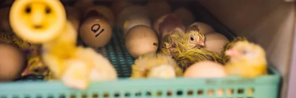 Gran grupo de polluelos recién nacidos en una granja de pollos BANNER, FORMATO LARGO —  Fotos de Stock
