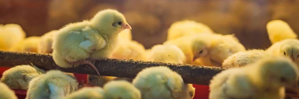 Stor grupp av nykläckta kycklingar på en hönsfarm Banner, långt Format — Stockfoto