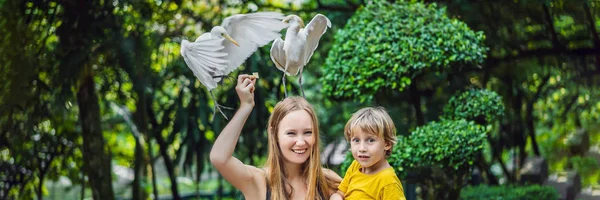 Matka i syn karmienia Ibes w parku mieście. Bydło Czapla nadobna Bubulcus ibis Waters Edge. Rodzina spędza czas w parku razem transparent, długi Format — Zdjęcie stockowe