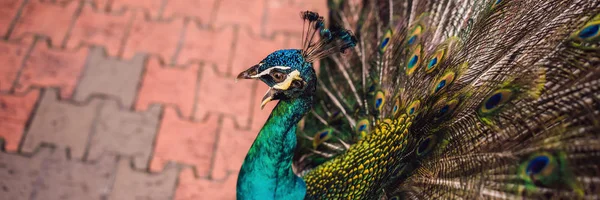 Portrait d'un beau et coloré paon ruban bleu en pleine plume alors qu'il essayait d'attirer l'attention d'une femme voisine BANNER, FORMAT LONG — Photo