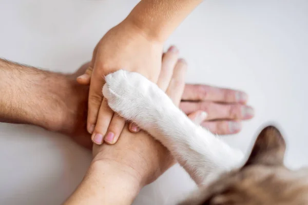 Hands Family Furry Paw Cat Team Fighting Animal Rights Helping — Stock Photo, Image