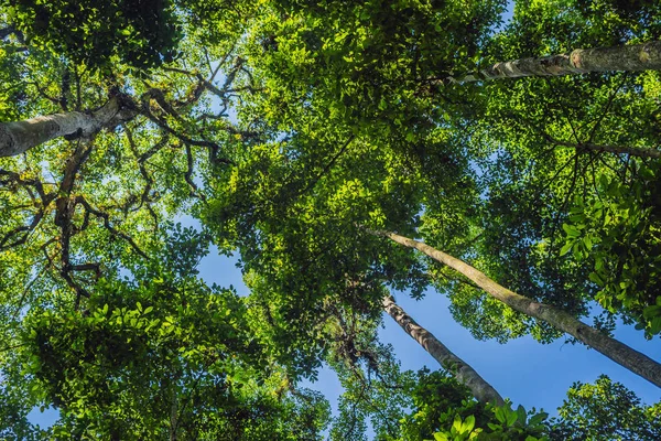 Yağmur ormanı, Bali Adası Endonezya kalın çalılıkları.