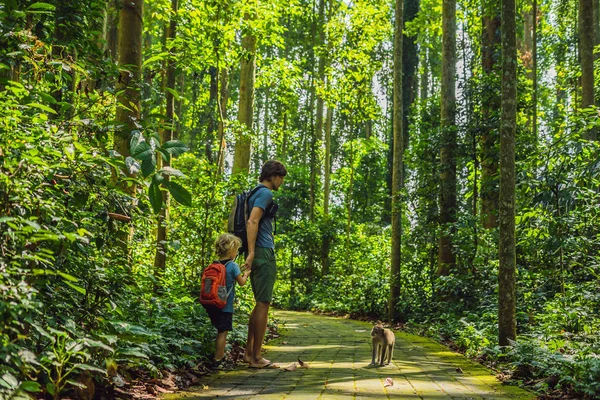 Baba ve oğul yolcuları maymun orman, Bali Endonezya Ubud ormanda keşfetmek. Çocuk kavramı ile seyahat.