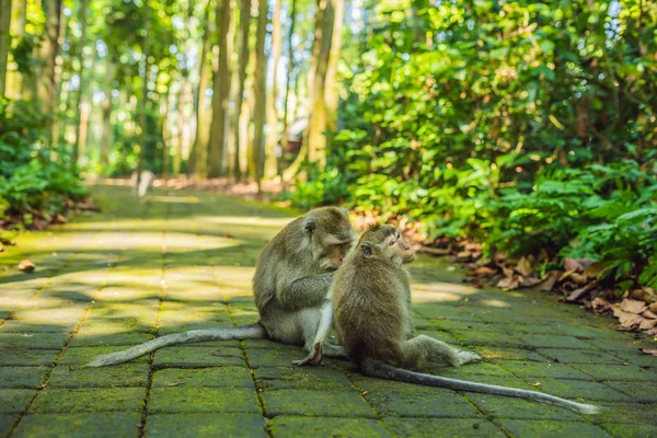 Macacos Ubud Monkey Forest Bali Island Indonésia — Fotografia de Stock