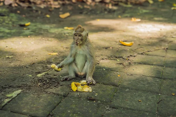 Małp Ubud Monkey Forest Wyspy Bali Indonezja — Zdjęcie stockowe