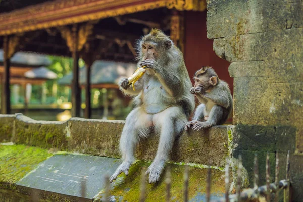 Scimmie Nella Foresta Delle Scimmie Ubud Isola Bali Indonesia — Foto Stock