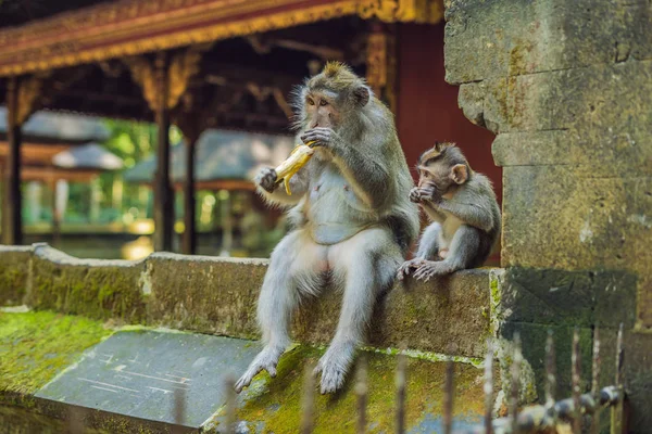 Macacos Ubud Monkey Forest Bali Island Indonésia — Fotografia de Stock