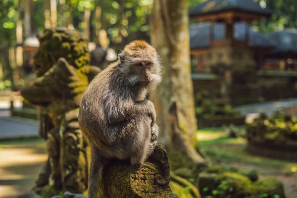 Małp Ubud Monkey Forest Wyspy Bali Indonezja — Zdjęcie stockowe