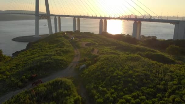 Luchtfoto van een groep van paarden-paarden grazen op de top van een heuvel met een enorme kabel-brug in de buurt — Stockvideo