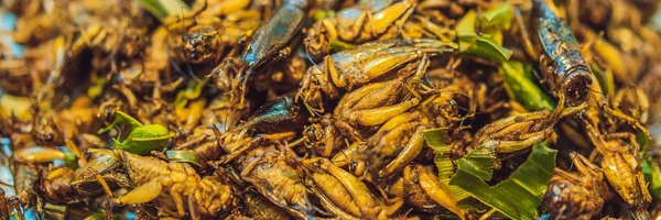Serangga goreng, Bugs goreng di jalan makanan di thailand BANNER, LONG FORMAT — Stok Foto