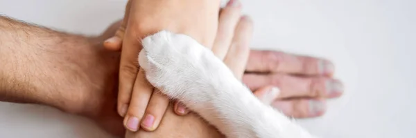 Die Hände der Familie und die pelzige Pfote der Katze als Team. Kampf für Tierrechte, Hilfe für Tiere Banner, Langformat — Stockfoto