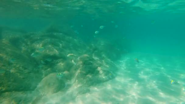 4k Zeitlupenaufnahme von vielen tropischen Fischen im Meer — Stockvideo