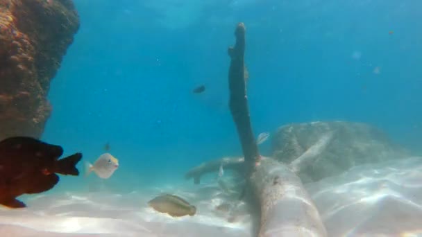 4k Plan ralenti de beaucoup de poissons tropicaux dans une eau claire d'une belle mer — Video