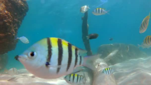 4 k Slowmotion schot van veel tropische vissen in een helder water van een prachtige zee — Stockvideo