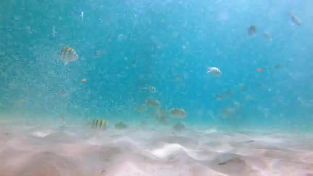 4k Lenta toma de hombre joven caucásico snorkel en una máscara y tubo de respiración en un hermoso mar con un montón de peces tropicales — Vídeo de stock