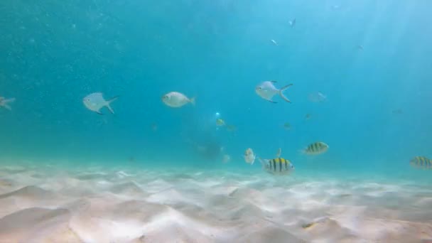 4k Slowmotion shot of young caucasian man snorkeling in a mask and breathing tube in a a beautiful sea with lots of tropical fishes — Stock Video