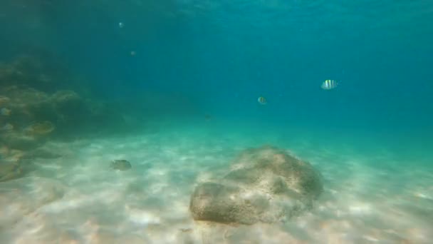 4k Lenta toma de un montón de peces tropicales en un hermoso mar — Vídeos de Stock