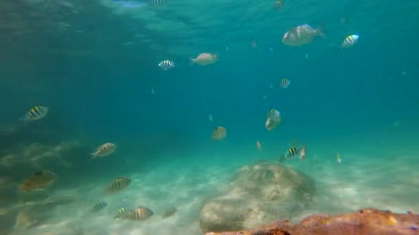 4k Lenta toma de un montón de peces tropicales en un agua clara de un hermoso mar — Vídeos de Stock