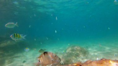 4 k Slowmotion atış tropikal balıklar güzel bir denizin açık suda bir sürü