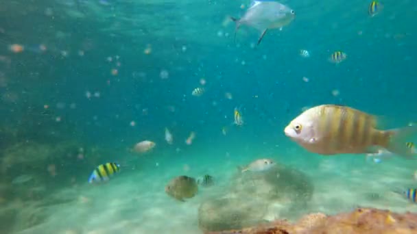 4k Lenta toma de un montón de peces tropicales en un agua clara de un hermoso mar — Vídeos de Stock