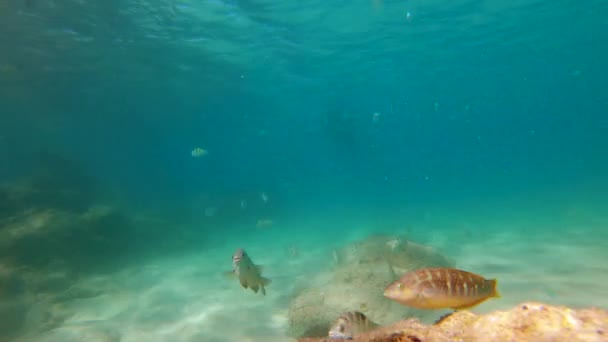 4k Slowmotion shot of lots of tropical fishes in a clear water of a beautiful sea — Stock Video