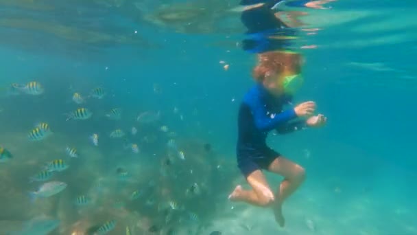 4k Slowmotion tiro de um menino pequeno snorkeling em uma máscara e respiração tubo alimenta peixes tropicais em um belo mar — Vídeo de Stock