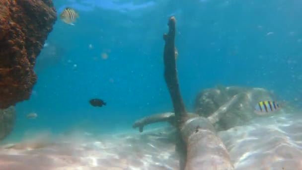 4k Lenta toma de un montón de peces tropicales en un agua clara de un hermoso mar. Silueta de un buzo a distancia — Vídeos de Stock