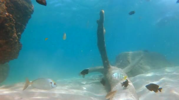 4k Lenta toma de un montón de peces tropicales en un agua clara de un hermoso mar — Vídeos de Stock