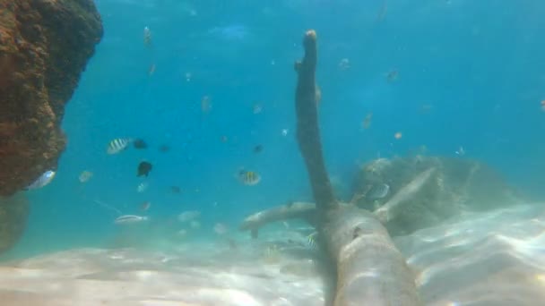 4 k Slowmotion schot van jongeman snorkel in een masker en ademhaling buis in een prachtige zee met veel tropische vissen — Stockvideo