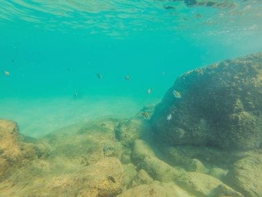 Birçok balık, anemonsand deniz yaratıkları, bitkiler ve mercan kum ve taş mavi ve mor renkler deniz manzaraları, sayısı, deniz yaşamı ile deniz dibinin yakınındaki su altında