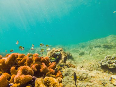 Birçok balık, anemonsand deniz yaratıkları, bitkiler ve mercan kum ve taş mavi ve mor renkler deniz manzaraları, sayısı, deniz yaşamı ile deniz dibinin yakınındaki su altında