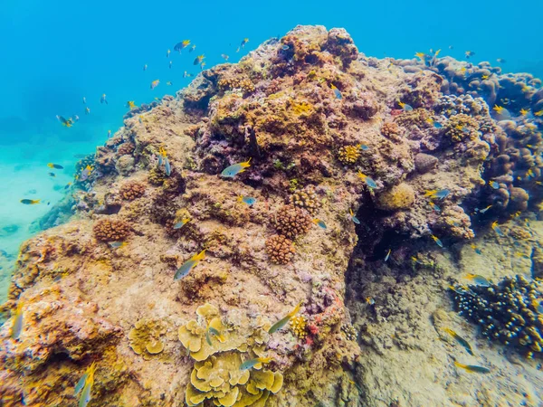 Många fiskar, anemonsand havet varelser, växter och koraller under vatten nära havsbotten med sand och stenar i blå och lila färger kustlandskap, utsikt, havet liv — Stockfoto