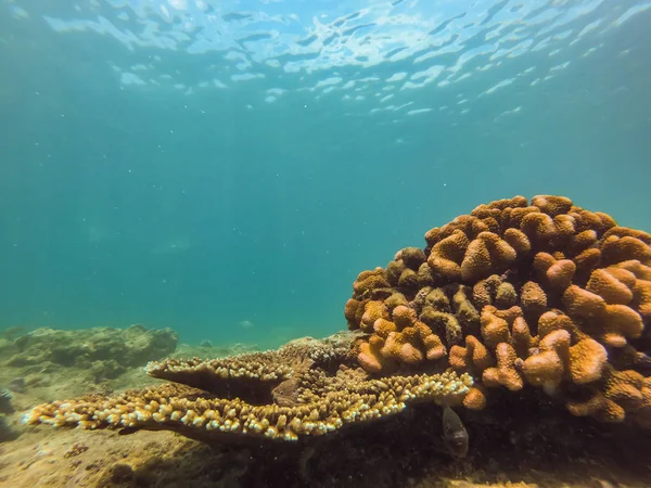 Wiele ryb, anemonsand stworzeń morskich, rośliny i korale pod wodą w pobliżu dna morskiego z piasku i kamieni w kolory niebieski i fioletowy krajobrazy, widoki, morze życie — Zdjęcie stockowe