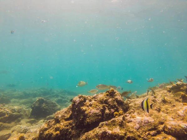 Många fiskar, anemonsand havet varelser, växter och koraller under vatten nära havsbotten med sand och stenar i blå och lila färger kustlandskap, utsikt, havet liv — Stockfoto