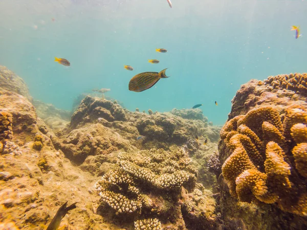 Många fiskar, anemonsand havet varelser, växter och koraller under vatten nära havsbotten med sand och stenar i blå och lila färger kustlandskap, utsikt, havet liv — Stockfoto