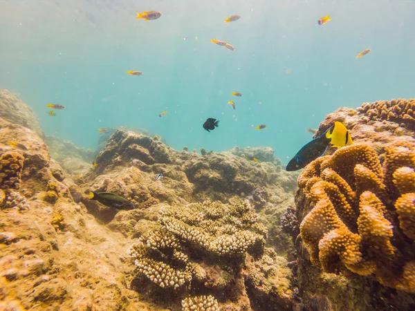 Veel vis, anemonsand zeedieren, planten en koralen onder water in de buurt van de zeebodem met zand en stenen in blauwe en paarse kleuren zeegezichten, uitzicht, zeeleven — Stockfoto