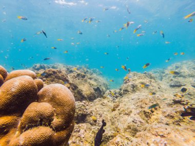 Birçok balık, anemonsand deniz yaratıkları, bitkiler ve mercan kum ve taş mavi ve mor renkler deniz manzaraları, sayısı, deniz yaşamı ile deniz dibinin yakınındaki su altında