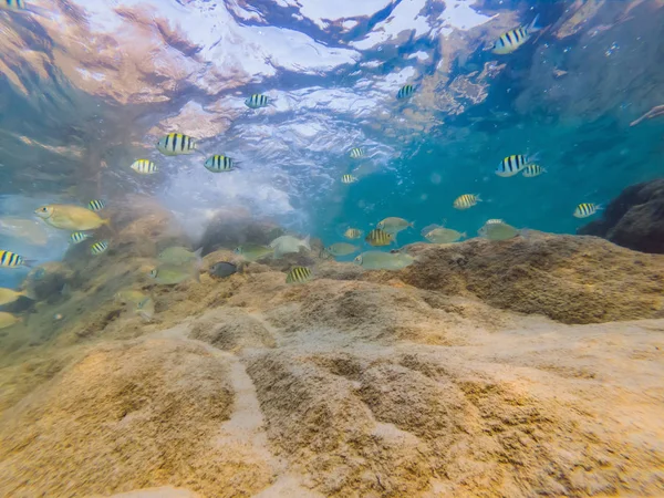 Many fish, anemonsand sea creatures, plants and corals under water near the seabed with sand and stones in blue and purple colors seascapes, views, sea life